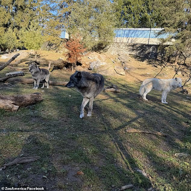 There are three gray wolves at the Hersheypark zoo. Their carnivorous diets include elk, deer, bison, and moose, and caribou but also smaller animals like beavers and rabbits