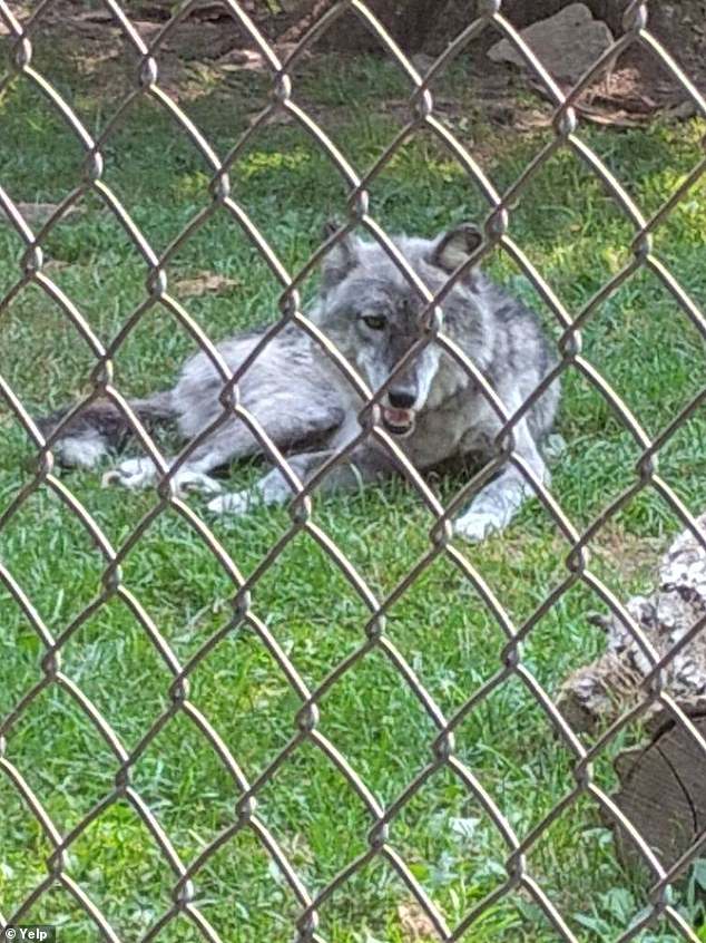 The zoo said that the wolf's response to the toddler putting their hand through the metal fencing had been 'consistent with natural animal behavior, and was not a sign of aggression'
