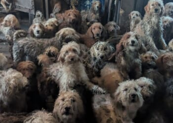 Heartbreak as 250 poodles found cramped in squalid home in photo so shocking RSPCA forced to deny it's FAKE