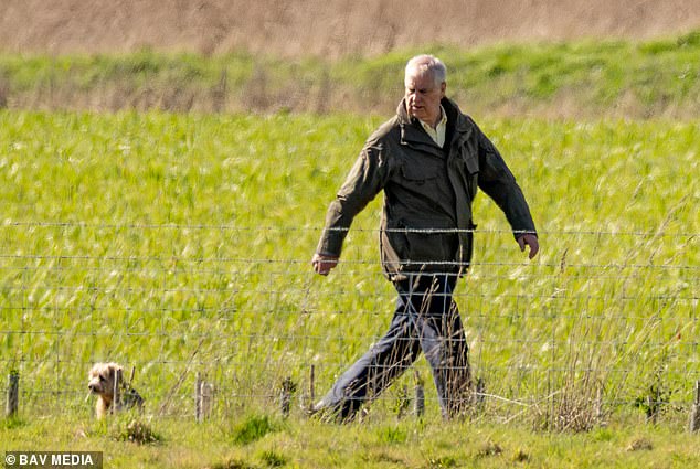 The former prince was spotted making the trip from Wood Farm to Marsh Farm, on the Sandringham Estate, with only his dogs for company, on Monday