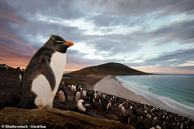 Penguin-watching is a popular activity in the region