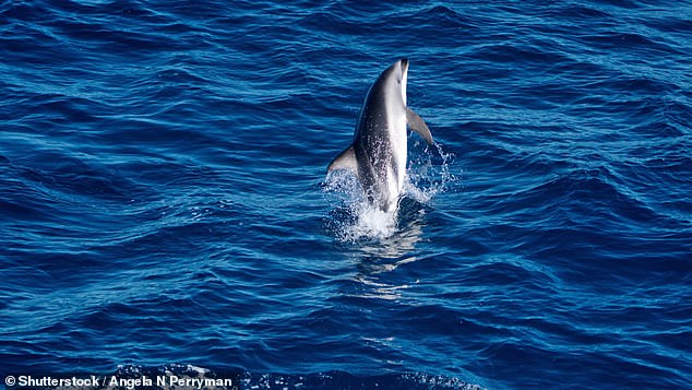 Dolphins are also a frequent sight in the South Atlantic off the Falkland Islands