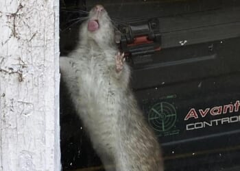 Our town is overrun by swarms of feral rats that lick shop windows & wreck our cars