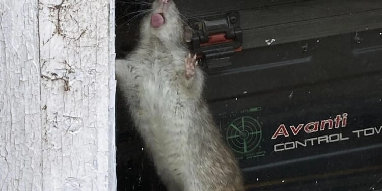 Our town is overrun by swarms of feral rats that lick shop windows & wreck our cars