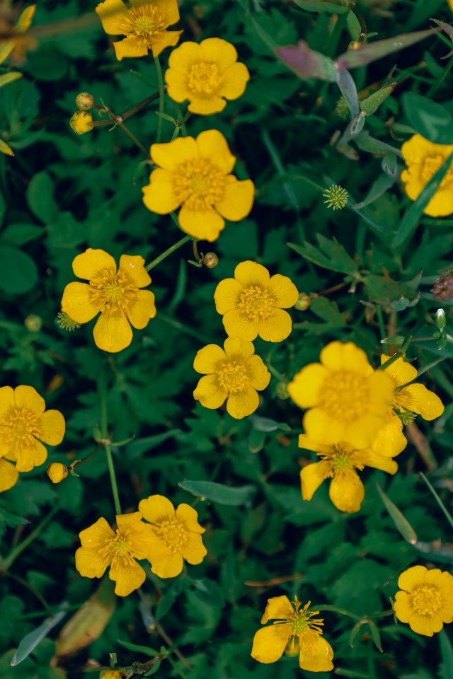 Close-up of bright yellow buttercups with clear details of petals and leaves, growing in lush green grass.