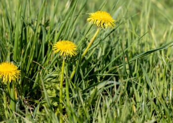 What uninvited plants says about your lawn