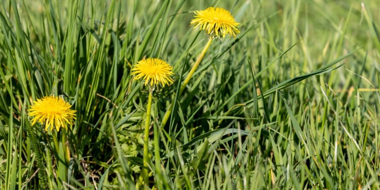 What uninvited plants says about your lawn
