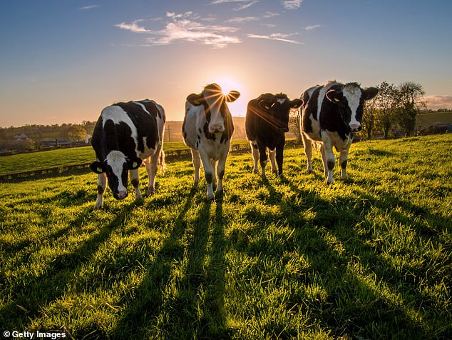 The EU rules we are being signed up to might be ludicrously expensive. They might be inappropriate to our conditions. They might make the environment dirtier or food less safe