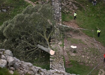 Yob who cut down Sycamore Gap tree is freed from prison just 10 months into his four-year sentence as locals fume