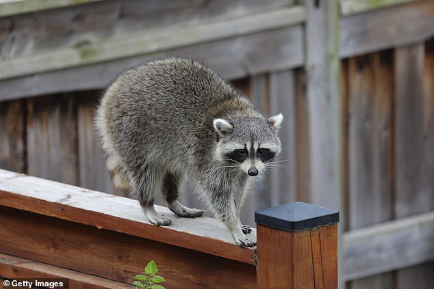 A Philadelphia woman caught the prowler on camera after she set it up to watch for raccoons