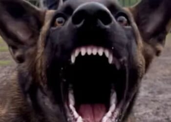 Dog dubbed ‘Badman Bruce’ mauled cop after owner shared boasting vid about her ‘absolute unit’ months before attack