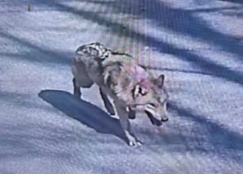 Fugitive wolf on run for week after escaping zoo is captured as dash for freedom saw huge search & inspired crypto coin