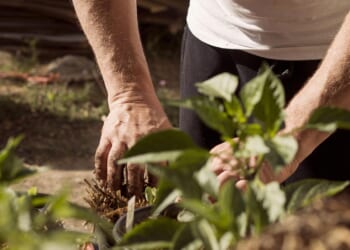 Garden owners are ditching 'much more expensive' brands for 'effortless' £7 tool from Amazon