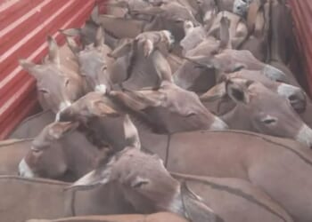 Inside the brutal donkey-skin trade where animals are bludgeoned with sledgehammers and skinned to be sold on Facebook