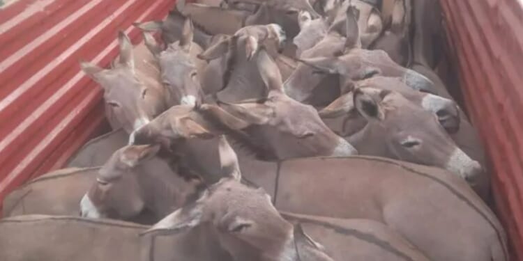 Inside the brutal donkey-skin trade where animals are bludgeoned with sledgehammers and skinned to be sold on Facebook