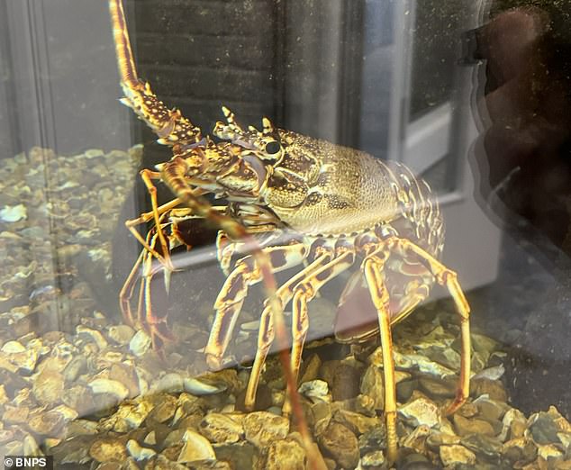The creatures (pictured, one of them) had even been affectionately named Ronnie and Reggie by staff