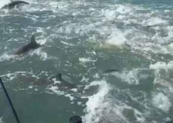 Terrifying moment hundreds of sharks swarm surfer on fishing trip during rabid feeding frenzy
