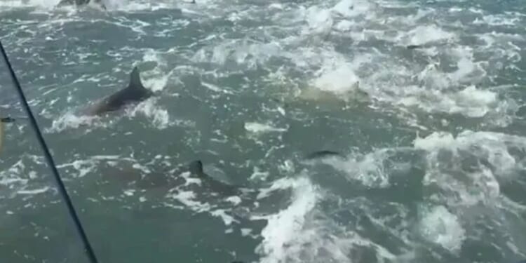 Terrifying moment hundreds of sharks swarm surfer on fishing trip during rabid feeding frenzy