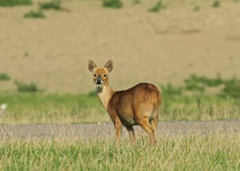 The paté of the Land | Patrick Galbraith