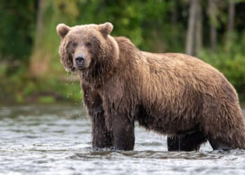 Two US soldiers mauled by brown bear during military training exercise as hunt for beast launched