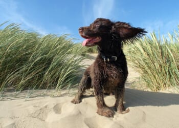 5-month law for dog walkers in the UK to kick in next month