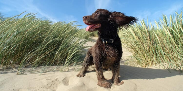 5-month law for dog walkers in the UK to kick in next month