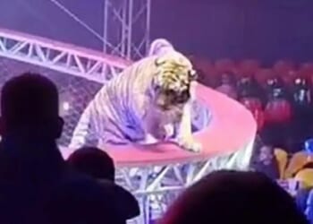 Terrifying moment performing tiger escapes during botched circus routine and prowls past families in audience