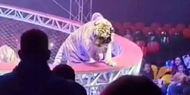 Terrifying moment performing tiger escapes during botched circus routine and prowls past families in audience