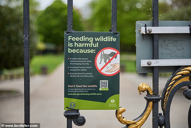 Two seemingly healthy foxes were found dead in Brompton Cemetery with no obvious signs of injury – no cuts, bashes or signs of physical foul play