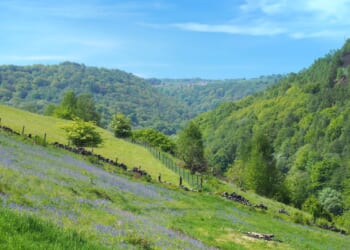 7 of the best places to see bluebells for free across the UK this spring
