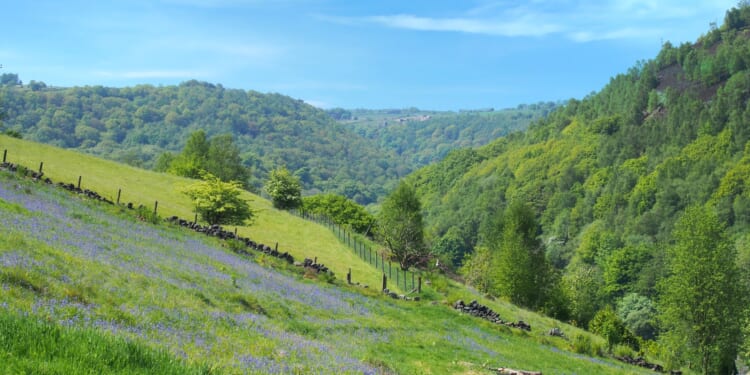 7 of the best places to see bluebells for free across the UK this spring
