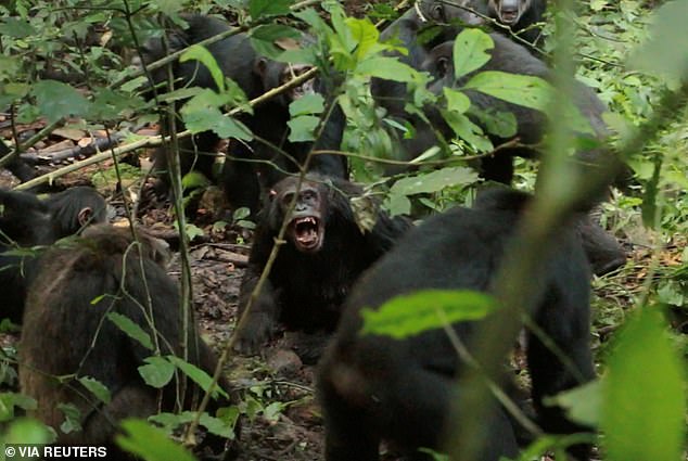 Both the scientists and filmmakers who have followed the Ngogo chimps have been deeply shocked by the sheer ferocity of their fighting