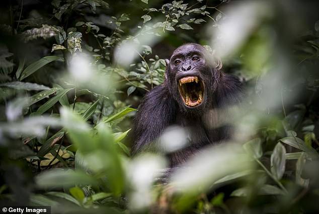 Chimps are just like us in countless ways – including, it is now obvious, in their appetite for pointless war