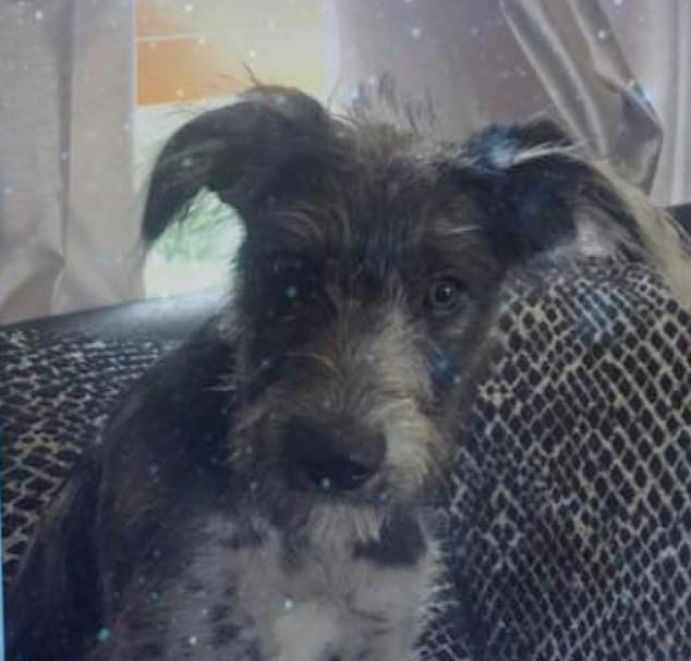 Sky, a seven-year-old blue-merle lurcher, was described as the ‘softest’ pet and Jamie-Lea's ‘best friend’, who would sleep in her bed