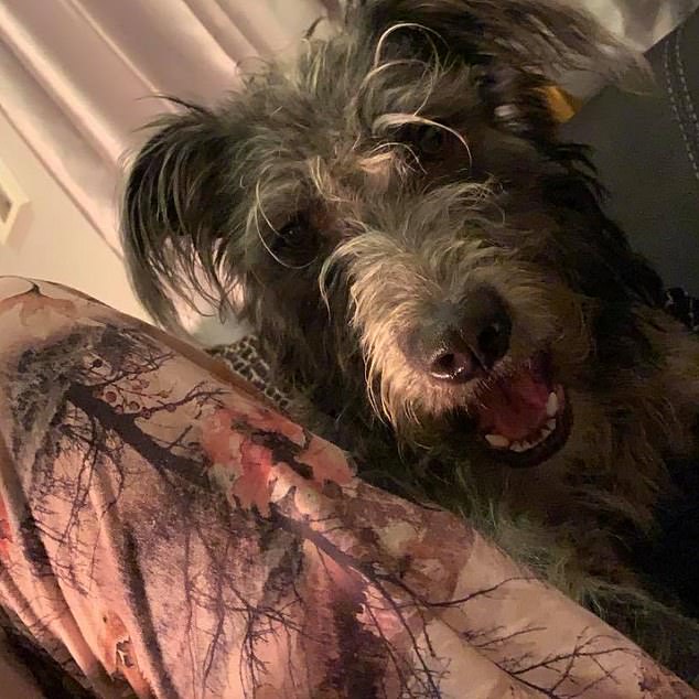 Mr Biscoe bought Shy when she was seven weeks old. Her 18-month-old puppies Bella and Mouse were downstairs at the time of the attack