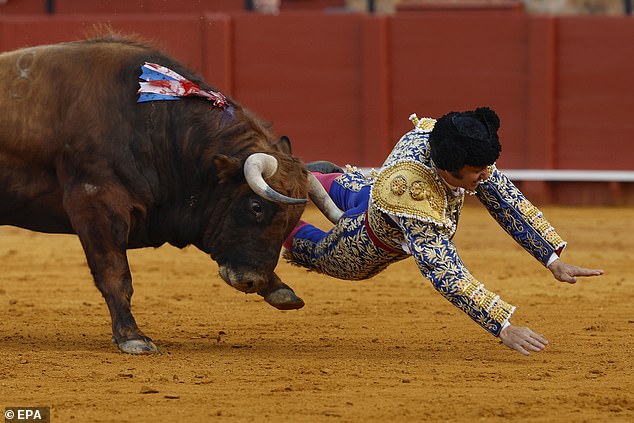 The animal ignored the sweep of the cape and charged, catching him behind at hip level before driving its horn into his body and perforating his rectum