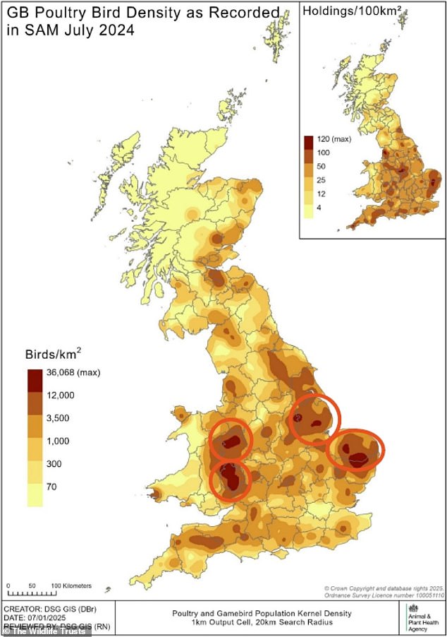 Chicken population density across the UK, with the four hotspot counties - Lincolnshire, Norfolk, Shropshire and Herefordshire - highlighted