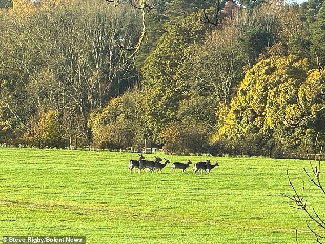 Pictured: Animals in Hides Field, the location of the proposed new car park