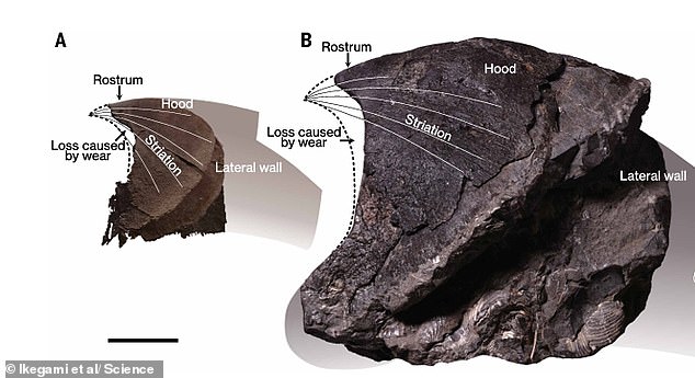 The team said the wear and tear found on fossilised jaws indicated they were active carnivores that routinely crushed hard shells and bone