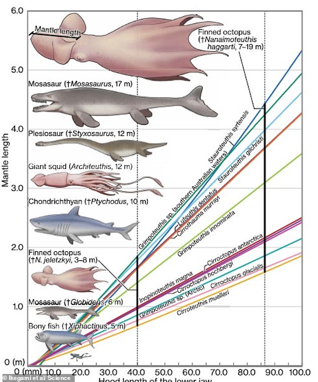 The size of N. haggarti compared to other marine predators of the time. A human is also depicted – showing the sheer size of the ancient colossal beast