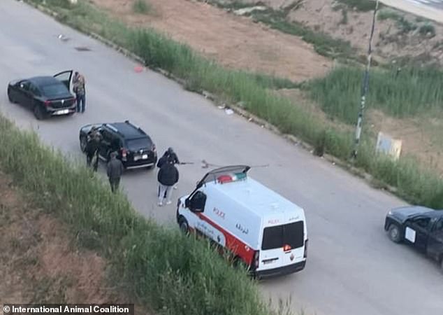 The International Animal Coalition (IAWPC) shared several shocking images with the Daily Mail, showing armed men patrolling the streets