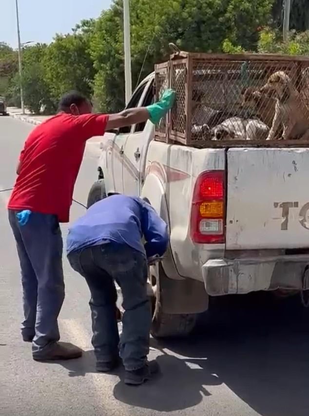 Witnesses have captured men loading dogs into trucks to take them to undisclosed locations, which are claimed to be killing hubs