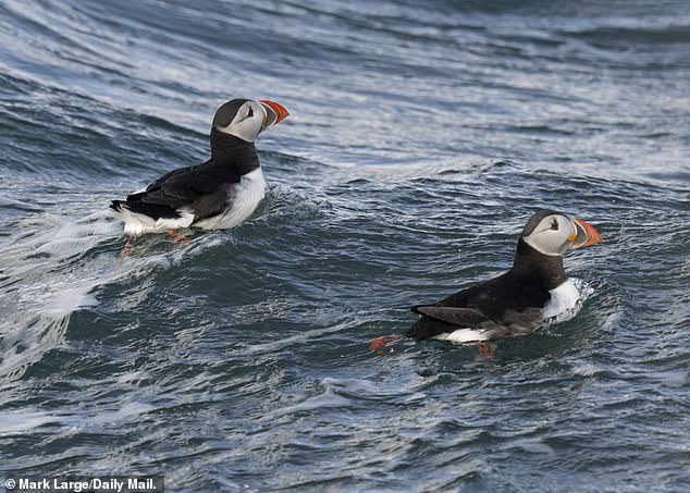 Puffins could be at risk from an 'ecological catastrophe' wrought by the new wind farm