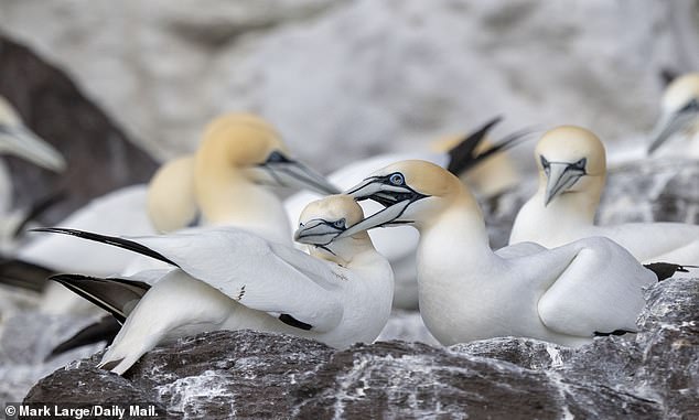 Birds on Bass Rock, an island inhabited solely by the birds, which lies just offshore from North Berwick