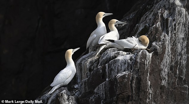 Birds on Bass Rock's dramatic cliffs include gannets, common guillemots, razorbills & puffins