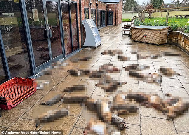 Magistrates found the 39-year-old not guilty of causing criminal damage by 'discarding' the hares, a barn owl and a kestrel outside the shop. They said they cannot be sure 'beyond reasonable doubt' that the individual in the shocking CCTV footage is Kempster
