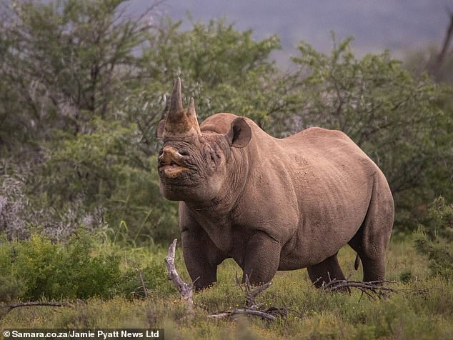 Mr van Jaarsveld was on morning patrol with his team keeping the rare white and black rhinos safe from poaching gangs who killed 352 rhinos last year alone just for their horns (stock picture)