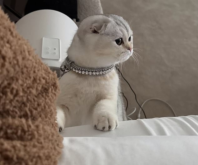 Fans were quick to speculate about the cost of the leash