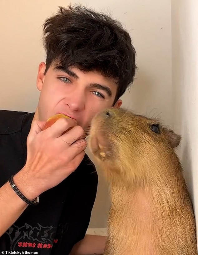 The animal featured in Thomas's TikTok videos - his mother was convicted for smuggling