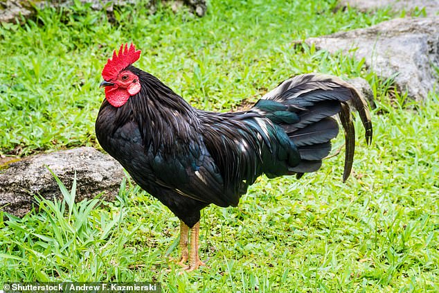 Since Hurricane Emily destroyed thousands of domestic chicken coops in 1987, the fowl have overrun Bermuda